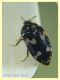 Attagenus fallax - Solfatara di Pomezia - 3.5.2022 - (2).JPG