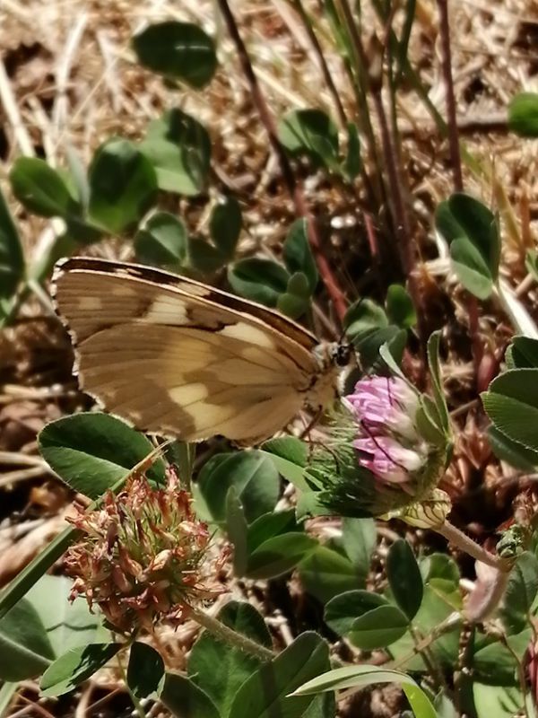 melanargia leggera.jpg