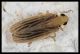 Ommatissus binotatus1.JPG
