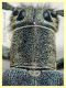 Opsilia coerulescens - 11,5 mm. - Solfatara di Pomezia - 3.5.2022 - (4).JPG