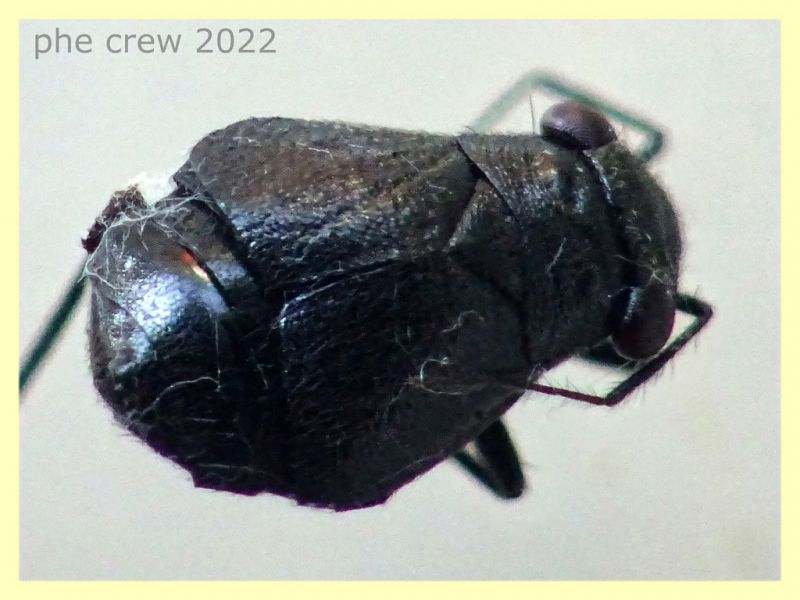 Pachytomella 2,2 mm. - Anzio 26.4.2022 - (11).JPG