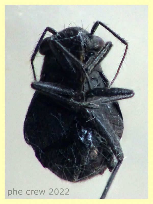 Pachytomella 2,2 mm. - Anzio 26.4.2022 - (19).JPG