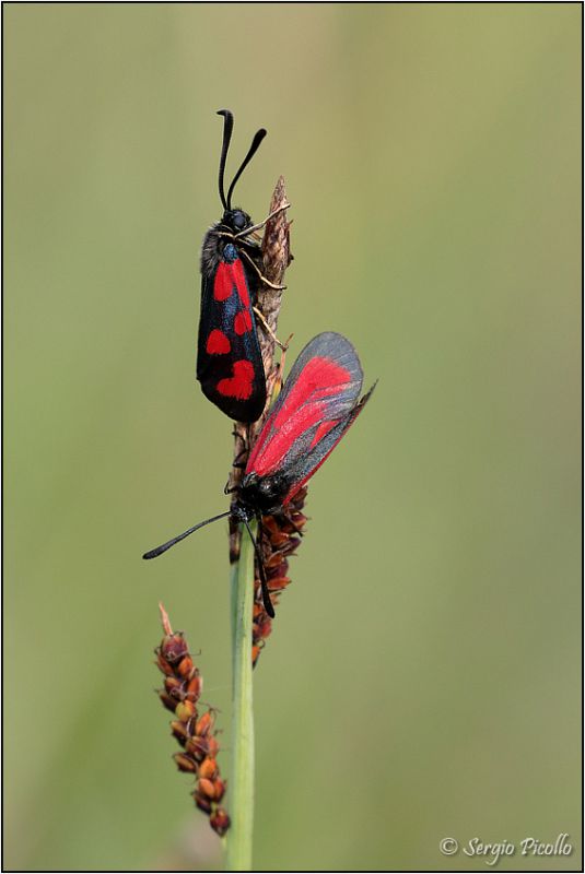 Zygaena-loti-and-purpuralis-20210609-001-DDPWf.jpg