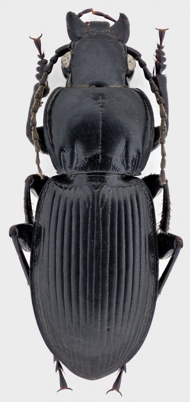 Pterostichus-rit.jpg