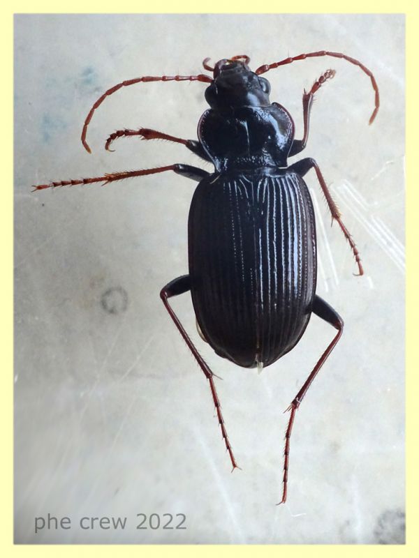 Nebria brevicollis 11 mm. - Solfatara di Pomezia - 3.5.2022 - (1).JPG