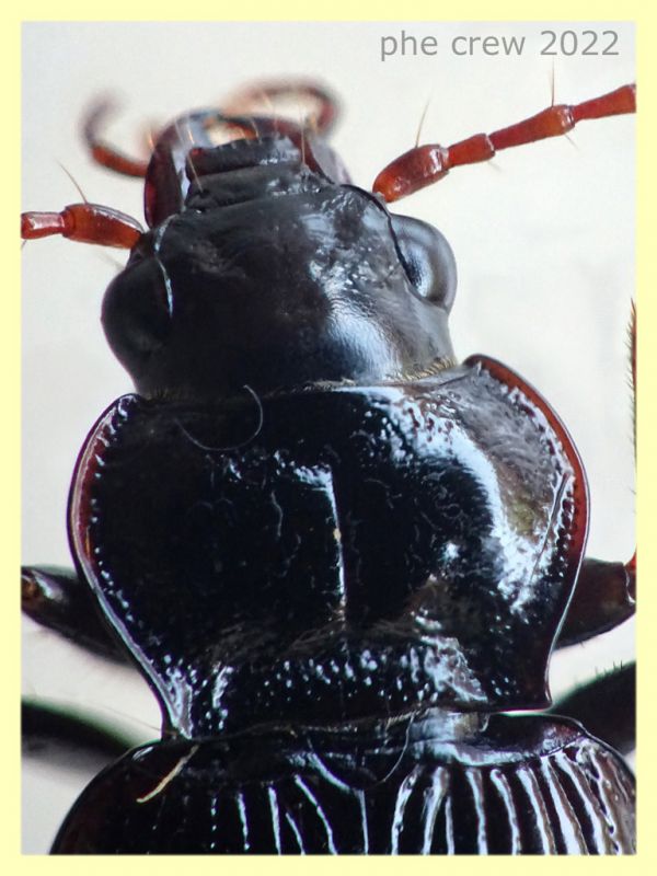 Nebria brevicollis 11 mm. - Solfatara di Pomezia - 3.5.2022 - (2).JPG