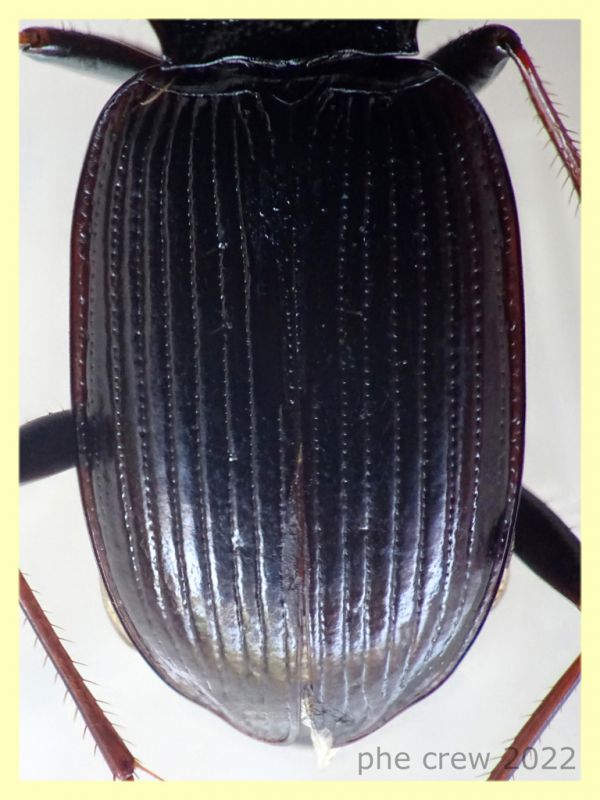 Nebria brevicollis 11 mm. - Solfatara di Pomezia - 3.5.2022 - (4).JPG