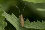 Cerambycidae Agapanthia villosoviridescens.jpg