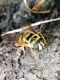 myathropa florea leggera.jpg