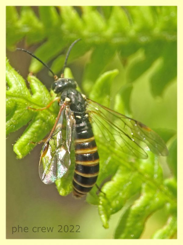 Strongylogaster sp. ovideposizione  - Solfatara di Pomezia - 3.5.2022 - (1).JPG