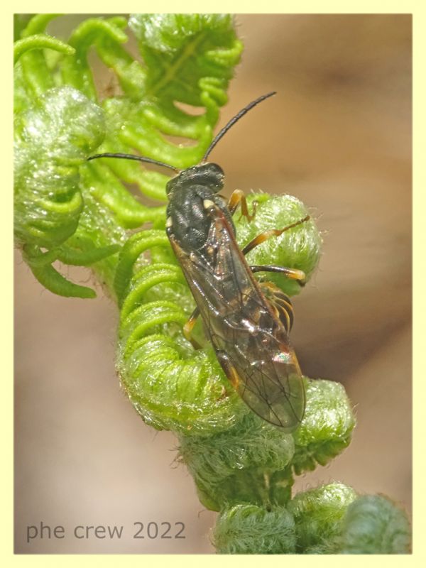 Strongylogaster sp. ovideposizione  - Solfatara di Pomezia - 3.5.2022 - (10).JPG