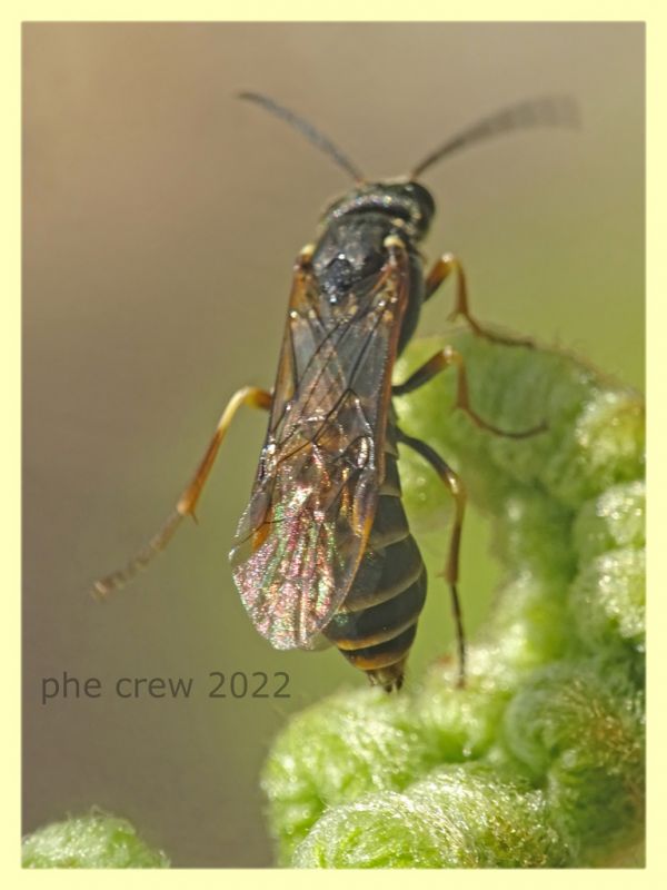 Strongylogaster sp. ovideposizione  - Solfatara di Pomezia - 3.5.2022 - (6).JPG