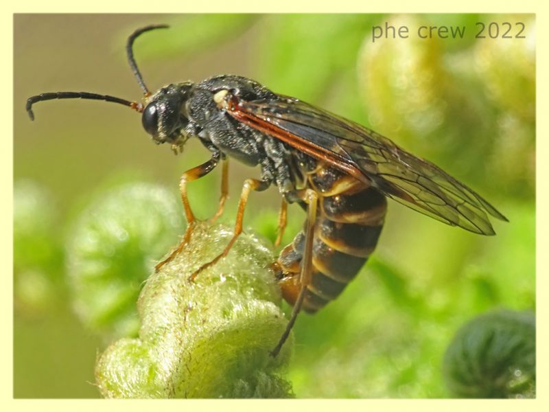 Strongylogaster sp. ovideposizione  - Solfatara di Pomezia - 3.5.2022 - (4).JPG