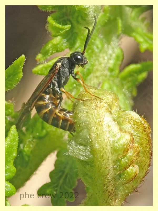 Strongylogaster sp. ovideposizione  - Solfatara di Pomezia - 3.5.2022 - (3).JPG