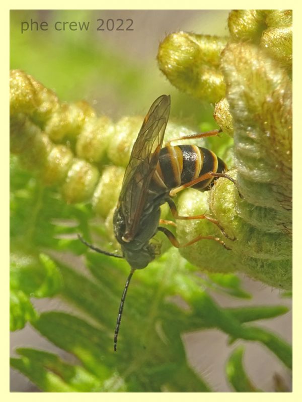 Strongylogaster sp. ovideposizione  - Solfatara di Pomezia - 3.5.2022 - (9).JPG