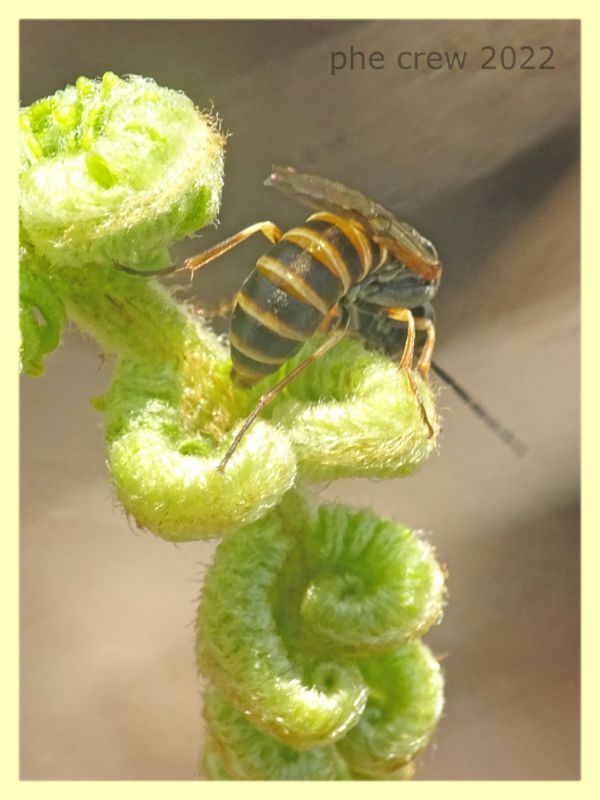 Strongylogaster sp. ovideposizione  - Solfatara di Pomezia - 3.5.2022 - (2).JPG