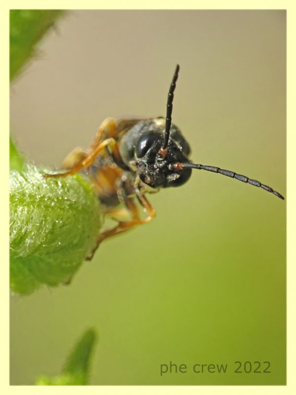 Strongylogaster sp. ovideposizione  - Solfatara di Pomezia - 3.5.2022 - (5).JPG