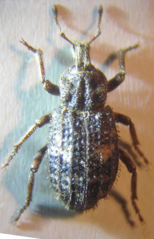 Entomoderus 001 A.jpg