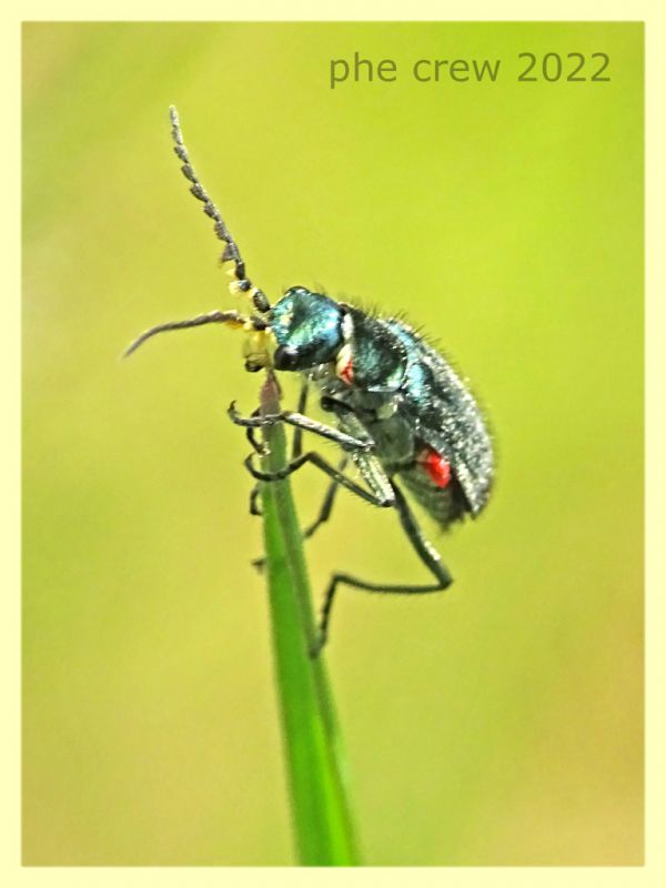 Malachius sp. - Solfatara di Pomezia - 3.5.2022 - (2).JPG