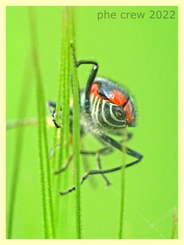 Malachius sp. - Solfatara di Pomezia - 3.5.2022 - (1).JPG