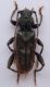 Callidium coriaceum.jpg
