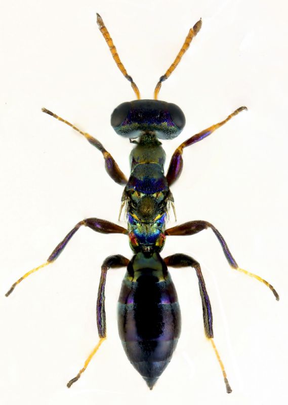 PARASITOIDE 3 DORSAL F_cambiar tamaño.jpg