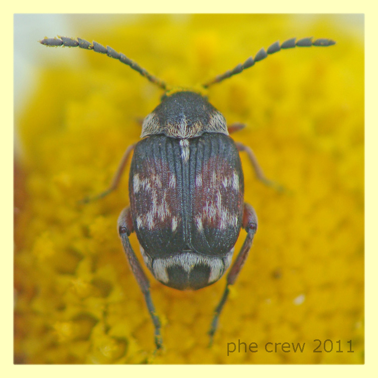 probabile Bruchidius sp. - Anzio 26.5.2011 - (1).JPG