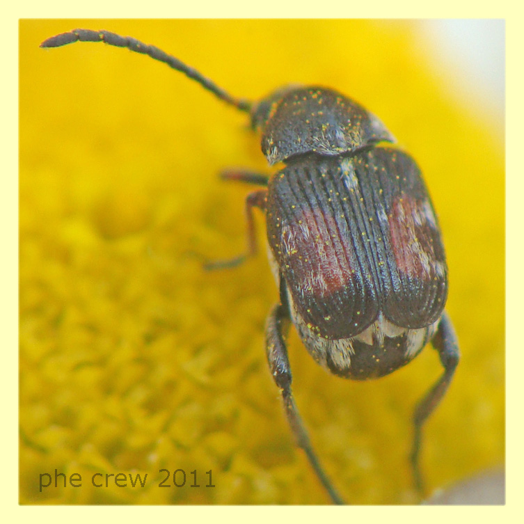 probabile Bruchidius sp. - Anzio 26.5.2011 - (2).JPG