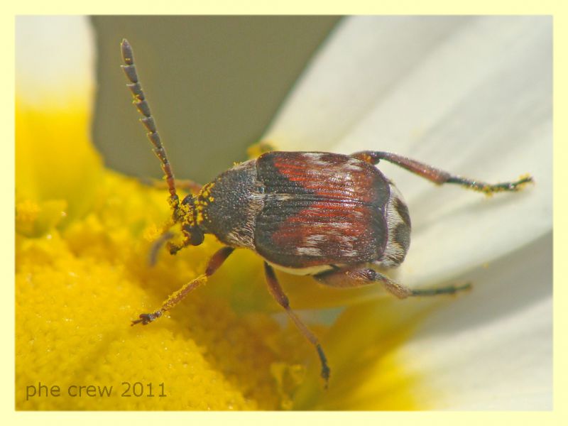 probabile Bruchidius sp. - Anzio 26.5.2011 - (4).JPG