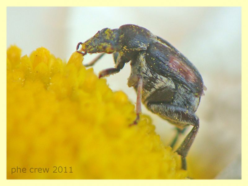 probabile Bruchidius sp. - Anzio 26.5.2011 - (3).JPG