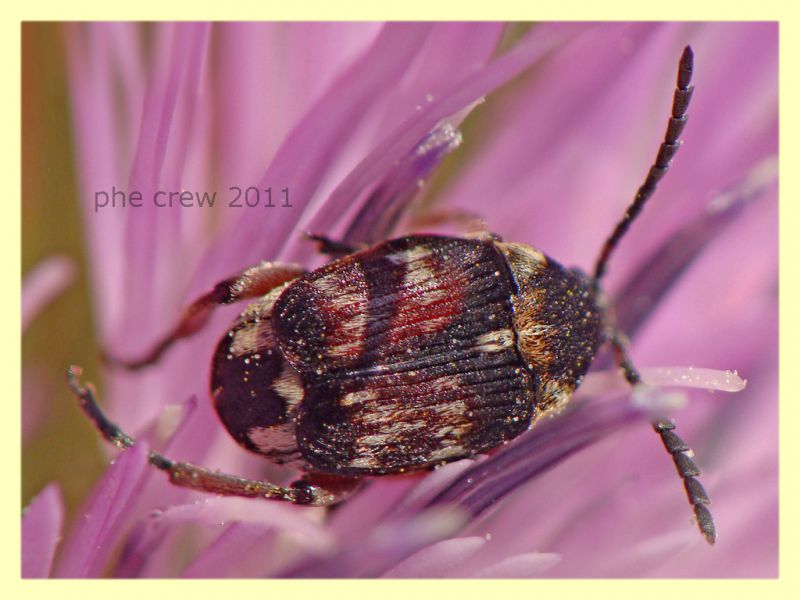 probabile Bruchidius sp. - Anzio 26.5.2011 - (5).JPG