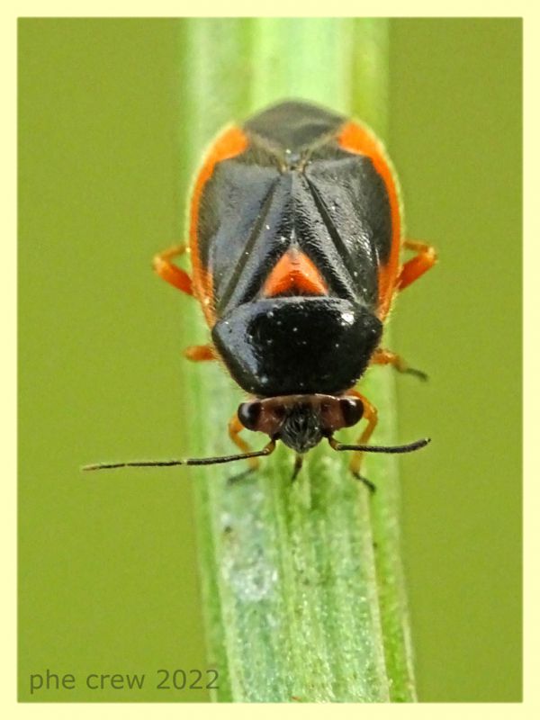 Strongylocoris erythroleptus ninfa e pianta ospite - Anzio 23.5.2022 - (4).JPG