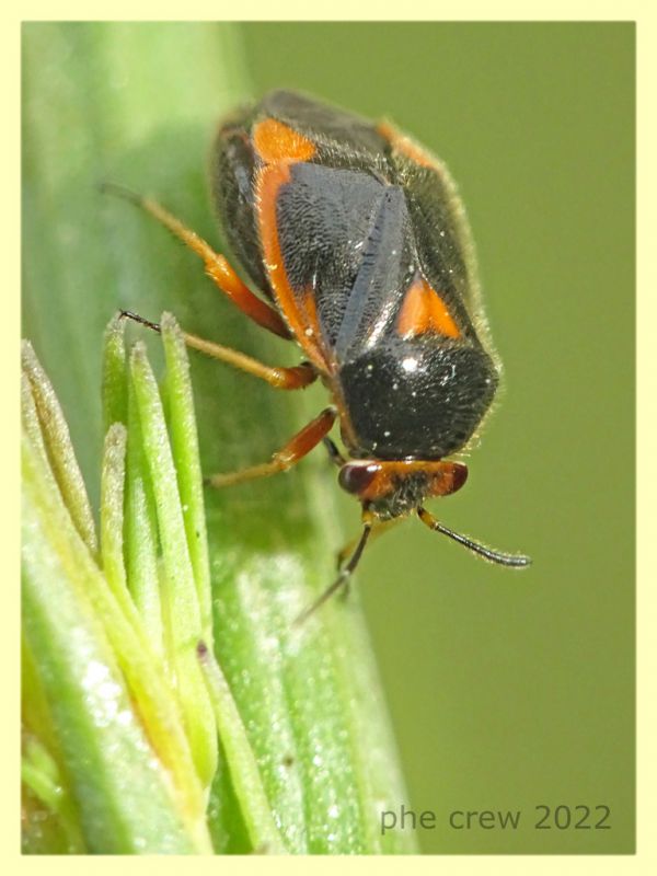 Strongylocoris erythroleptus ninfa e pianta ospite - Anzio 23.5.2022 - (6).JPG