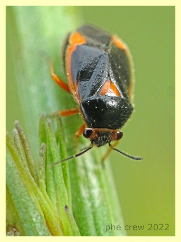 Strongylocoris erythroleptus ninfa e pianta ospite - Anzio 23.5.2022 - (5).JPG