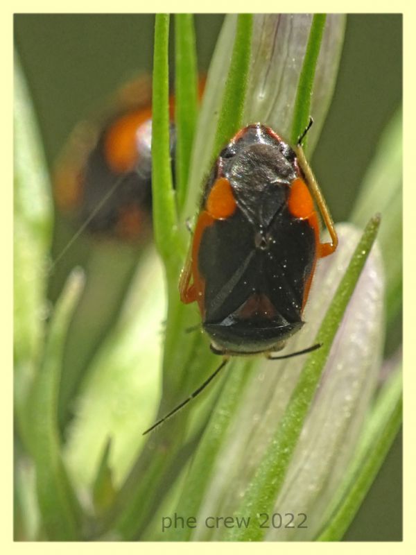 Strongylocoris erythroleptus ninfa e pianta ospite - Anzio 23.5.2022 - (3).JPG