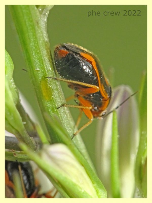 Strongylocoris erythroleptus ninfa e pianta ospite - Anzio 23.5.2022 - (2).JPG