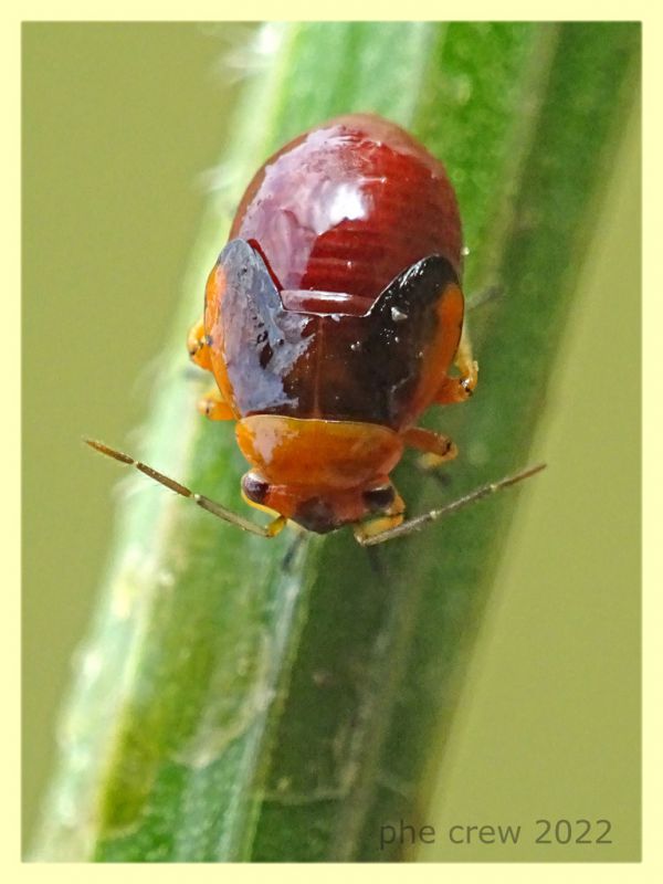 Strongylocoris erythroleptus ninfa e pianta ospite - Anzio 23.5.2022 - (7).JPG