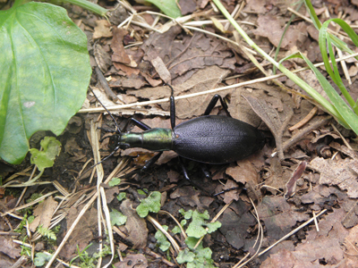 C. (Damaster) rugipennis Motschulsky, 1861.jpg