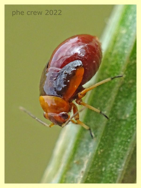 Strongylocoris erythroleptus ninfa e pianta ospite - Anzio 23.5.2022 - (8).JPG