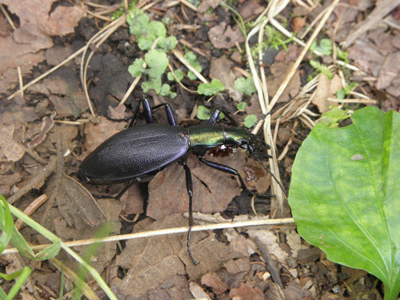 C. (Damaster) rugipennis Motschulsky, 1861 a.jpg