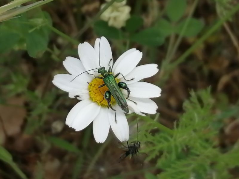 Oedemera leggero.jpg