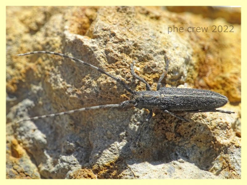 Agapanthia suturalis-cardui - Solfatara di Pomezia - 28.4.2022 - (2).JPG