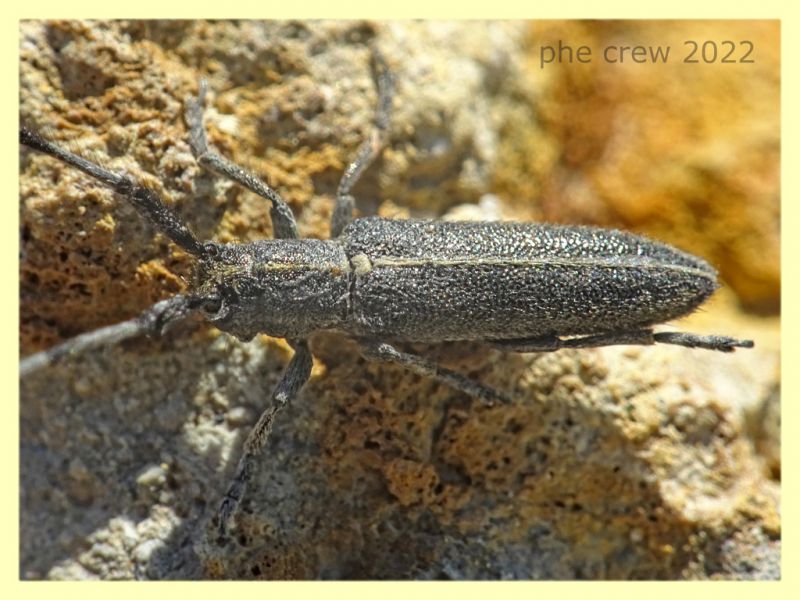 Agapanthia suturalis-cardui - Solfatara di Pomezia - 28.4.2022 - (5).JPG