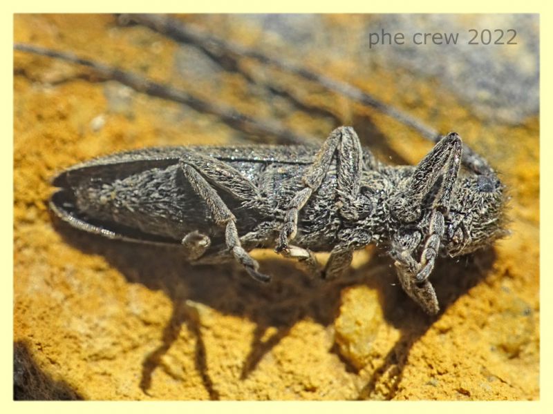 Agapanthia suturalis-cardui - Solfatara di Pomezia - 28.4.2022 - (7).JPG