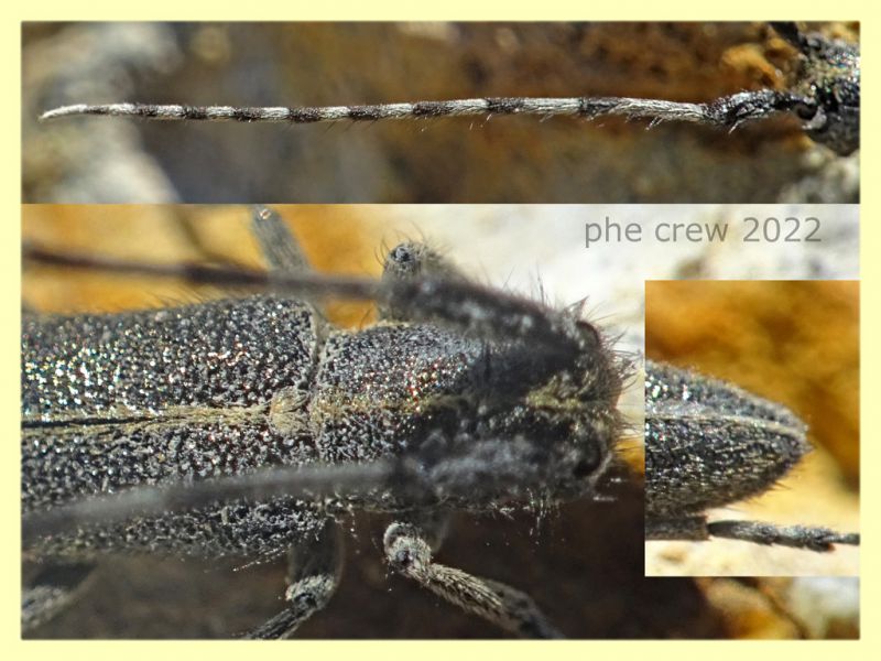 Agapanthia suturalis-cardui - Solfatara di Pomezia - 28.4.2022 - (4).JPG