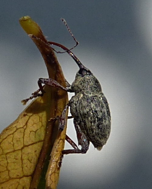 Curculio 2 (28-5-22 Biel).jpg