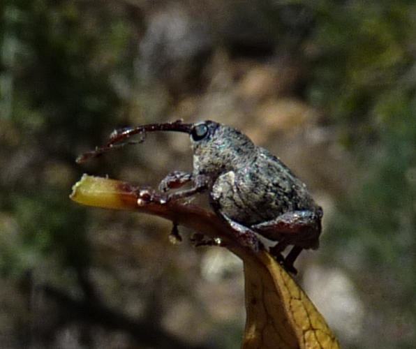 Curculio 1 (28-5-22 Biel).jpg