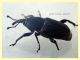 Sphenophorus sp. - 10 mm. senza rostro - Solfatara di Pomezia - 28.4.2022 - (4).JPG