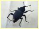 Sphenophorus sp. - 10 mm. senza rostro - Solfatara di Pomezia - 28.4.2022 - (3).JPG