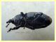 Sphenophorus sp. - 10 mm. senza rostro - Solfatara di Pomezia - 28.4.2022 - (9).JPG